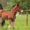 Labhraoloinsigh Church Lady at 6 days old.Photo by ReitTV team who were doing a special on the welsh breeds