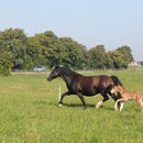 Labhraoloinsigh Clean Bandit (Horeb High Stepping Gambler x Trefaes Ballet Queen) at 2 days old