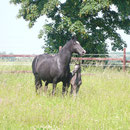 Trefaes Ballet Queen and Labhraoloinsigh Flame at 14 hours old.