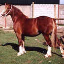 Aberlogin Queen, producer of champion stock and dam of our broodmare Cinders. Going back to the great foundation mare Wyre Star, whose noteworthy progeny left their mark at Cathedine, Tireinon, Ffoslas and many other studs. 