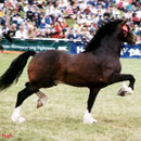 Prince of Wales Cup Winner and Sire Ratings winner for several years: Gwynfaes Culhwch. Sire of our stallion Gwynfaes Bendigeidfran