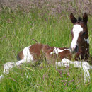 Labhraoloinsigh Sunshine  *2007  Irish Sport Horse