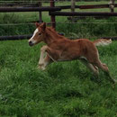 Labhraoloinsigh Golden Storm at 2 weeks of age.