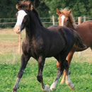 Labhraoloinsigh Coming King at about 5 months old. Featuring Horeb Euros, Gwenllan Sali, Glanvyrnwy Coming King, Glanvyrnwy Charm, Pentrefelin Jake and plenty of Parc Welsh Flyer, Nebo Daniel and Nebo Brenin in his pedigree. Photo: C. Weber.
