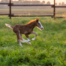 Labhraoloinsigh Clean Bandit (Horeb High Stepping Gambler x Trefaes Ballet Queen). Pictured at aged 3 days. Photo: Stefan Porschen.