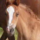 Labhraoloinsigh Golden Ivy *2013 Welsh Cob