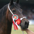 Gwenllan Sali, what a mare! Featuring as a great grandmother in Mama Mia's pedigree. Photo taken from Gwennlan Stud's website.