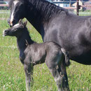 Labhraoloinsigh Flame at 14 hours old