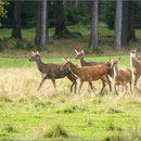 Kahlwild auf der Lichtung versammelt (Thüringer Wald 2014)