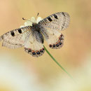 Apollo-Osterluzeifalter (Archon apollinus)