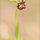 Spiegelragwurz (Ophrys speculum), Mallorca 2010