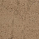 Schildkrötenspuren im Sand