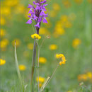 Sumpfknabenkraut (Anacamtis robusta), Mallorca 2011