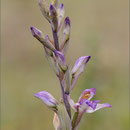 Violetter Dingel (Limodorum abortivum), Mallorca 2011