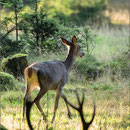 Kahlwild wird vom Platzhirsch angetrieben
