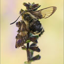 Skabiosenschwärmer (Hemaris tityus), Thüringen 2012