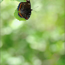 Großer Eisvogel (Limenitis populi), Thüringen 2012