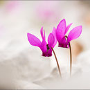 Alpenveilchen (Cyclamen)