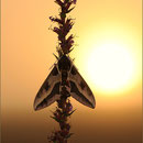 Wolfsmilchschwärmer (Celerio euphorbiae), Thüringen 2008