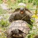 Testudo graeca ibera bei der Paarung