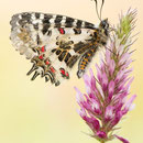 Balkan-Osterluzeifalter, Weibchen (A. cerisy)