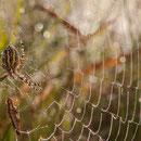 Wespenspinne (Argiope bruennichi), Thüringen 2012