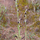 Balearen-Ragwurz (Ophrys balearica), Mallorca 2011