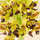 Orchis punctulata