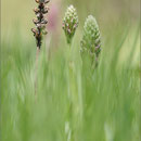 Wanzenknabenkraut (Anacamptis fragans), Mallorca 2011