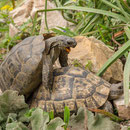 Testudo graeca ibera bei der Paarung