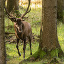 Platzhirsch (12Ender), Thüringer Wald 2014