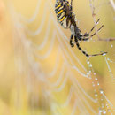 Wespenspinne (Argiope bruennichi), Thüringen 2012