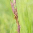 Serapias