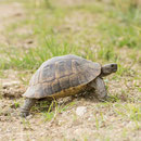 Testudo graeca ibera