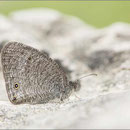 Ypthima asterope am Burgberg von Alanya