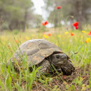 Testudo graeca ibera