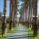 Palmenweg zum Beach