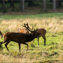 Platzhirsch mit Kahlwild (Thüringer Wald 2014)