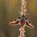 Wolfsmilchschwärmer (Celerio euphorbiae), Thüringen 2010