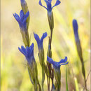 Fransen-Enzian (Gentiana ciliata), Thüringen 9.2012