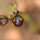 Spiegelragwurz (Ophrys speculum), Mallorca 2010