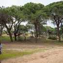 Sorgun-Wald