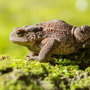 Erdkröte (Bufo meridionalis)
