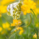 Östlicher Gestrenkelter Weißling (Euchloe ausonia)