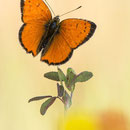 Östlicher Dukatenfalter (L. ottomanus), Männchen