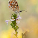 Himmelblauer Bläuling (P. bellargus), Thüringen 2012
