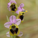Wespenragwurz (Ophrys tenthredinifera ssp. spectabilis), Mallorca 2011