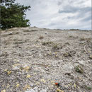 Rote Röhrenspinne im Biotop (Thüringen 2013)