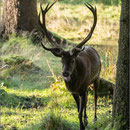Platzhirsch (12Ender), Thüringer Wald 2014