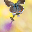 Himmelblauer Bläuling (P. bellargus), Thüringen 2012
